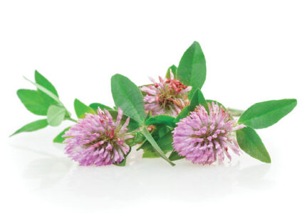 9 Hormone-Balancing Herbs Image